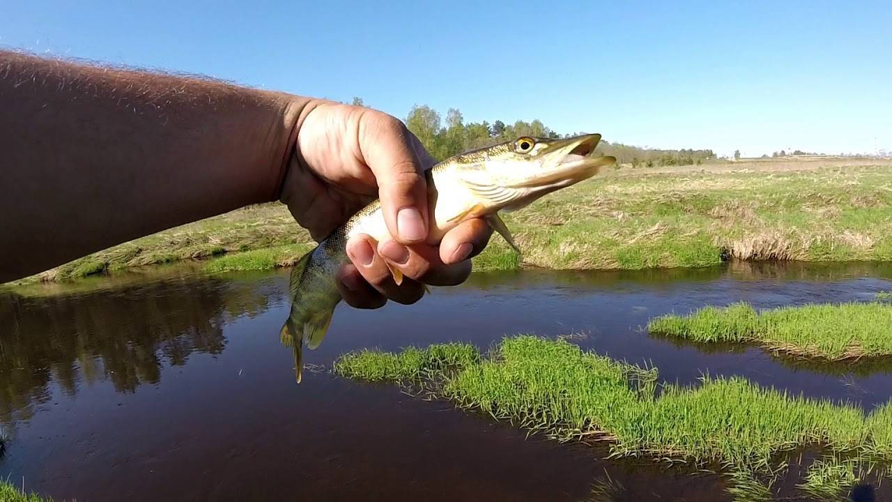 Ловля щуки на реке: места для рыбалки, техника на течении