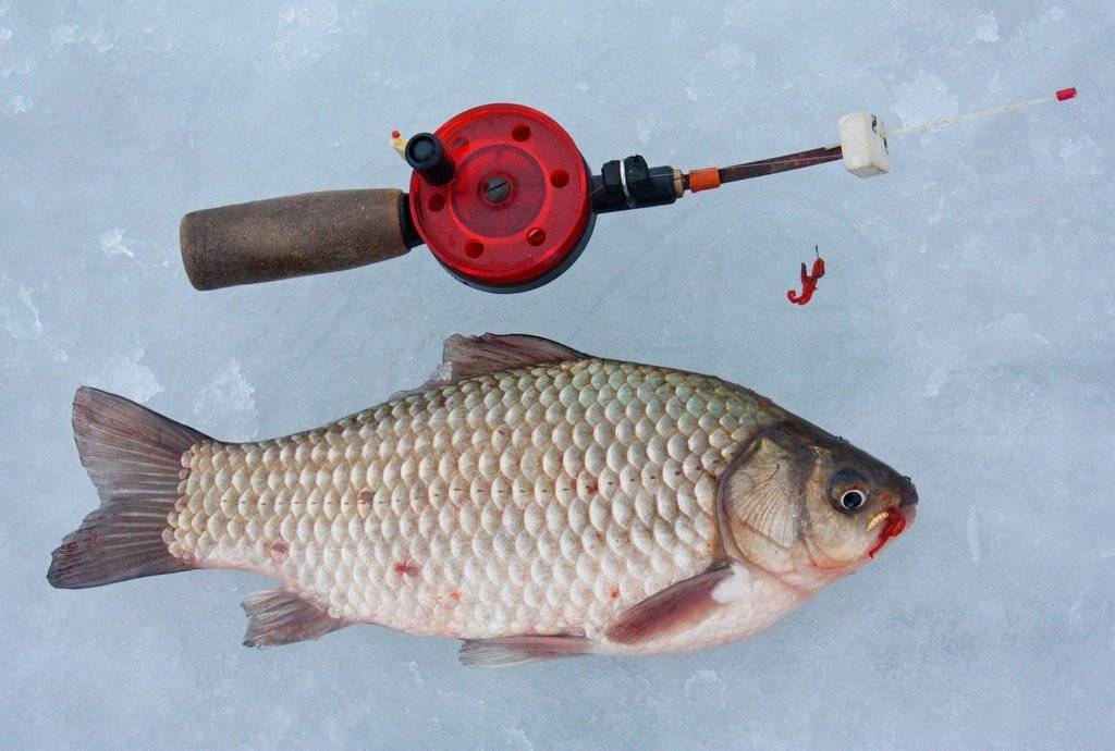 Непростая, но интересная рыбалка или ловля карася зимой