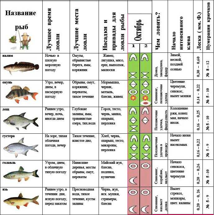 Лещ рыба: описание с фото, нерест, как поймать и вкусно приготовить