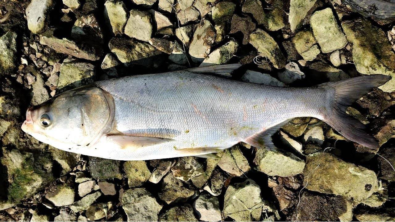 Толстолобик – что за рыба, морская или речная, где обитает толстолоб на реке, на что ловить (оснастка)