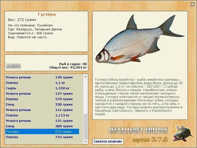 Густера: описание рыбы, места обитания, образ жизни, нерест, способы ловли и отличия густеры от подлещика