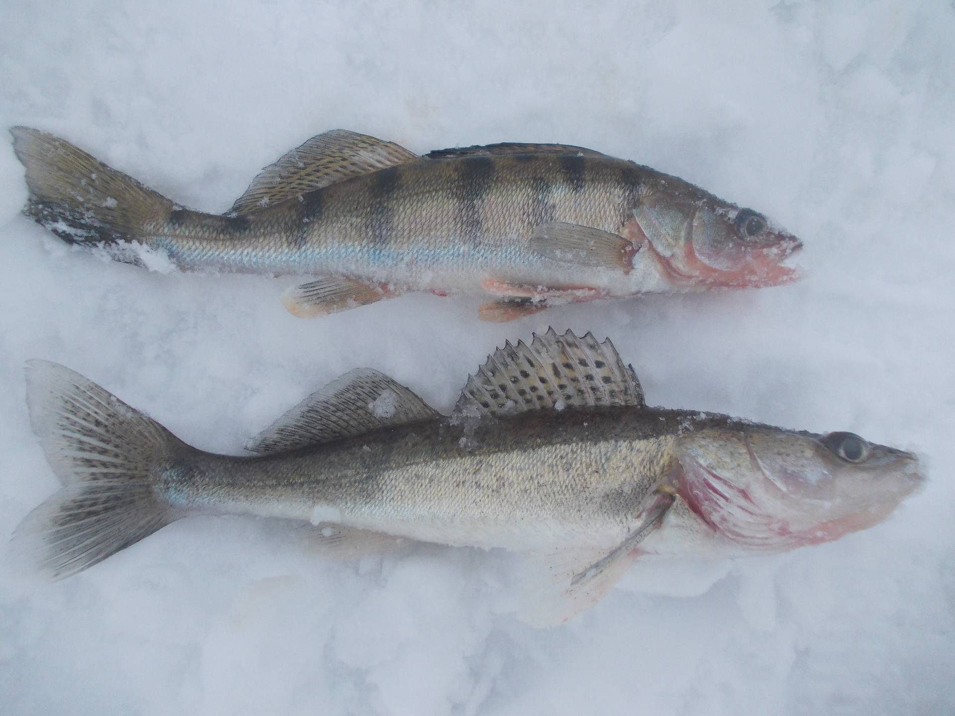 Рыба берш: особенности его ловли и отличия от судака
