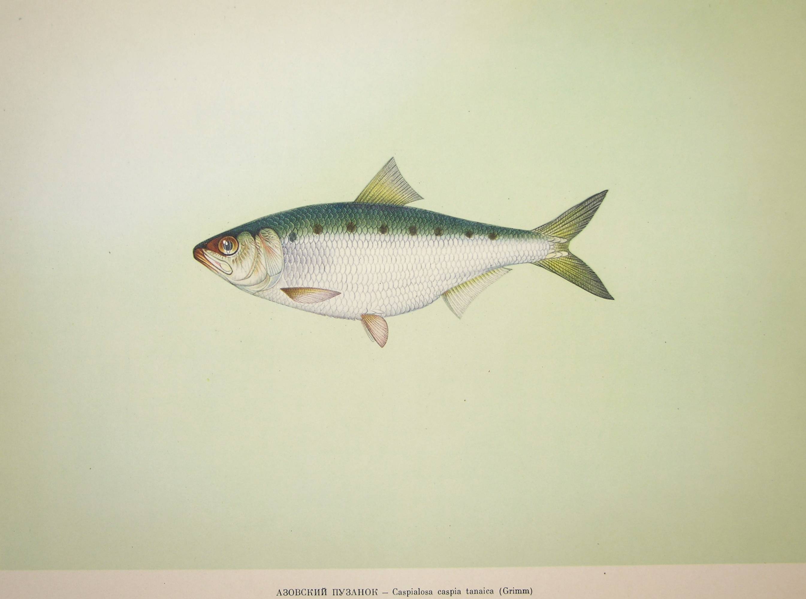 Рыба пузанок: описание вида, рецепт засолки, польза и вред