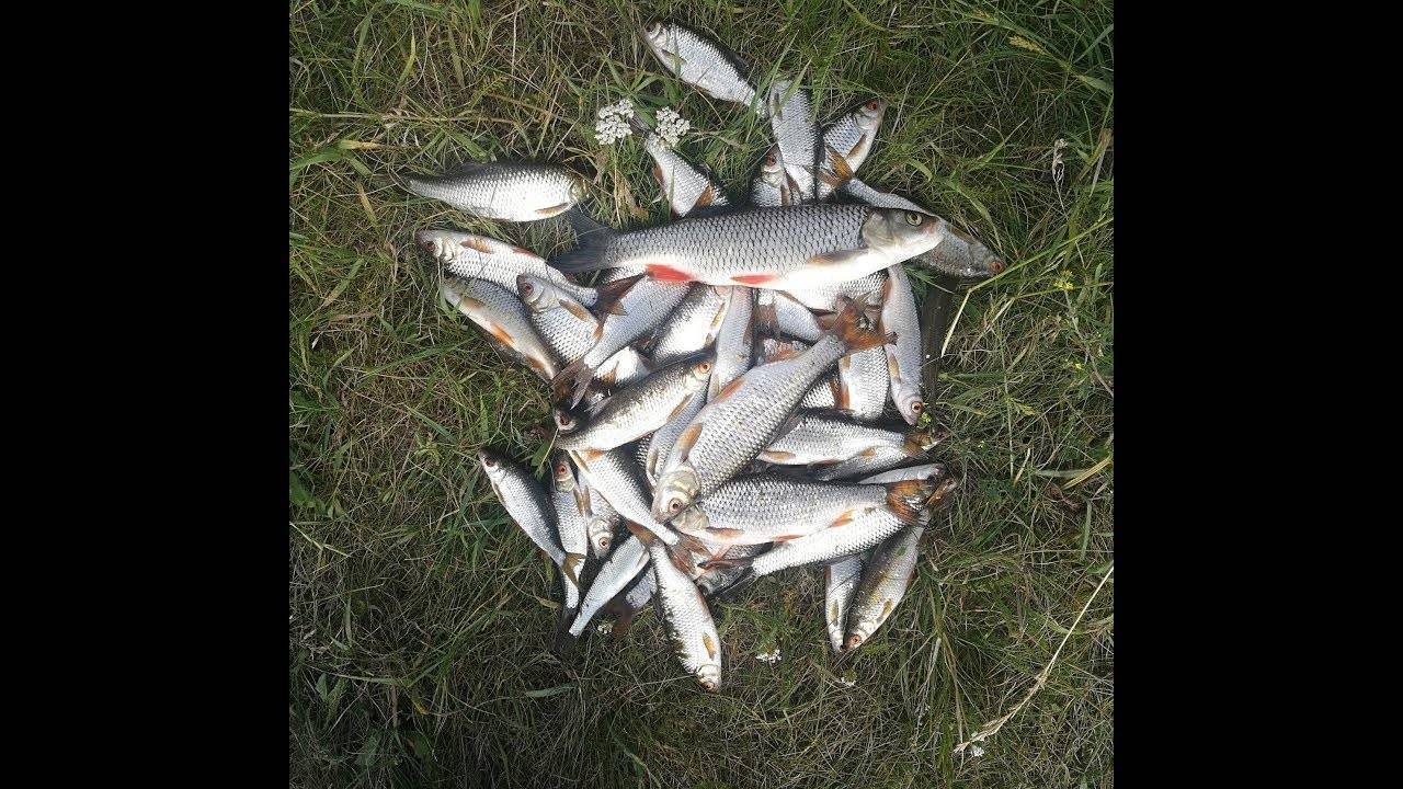 Рыбалка в калужской области и калуге, на калужском шоссе в сосенках, на пруду барыбино 2019