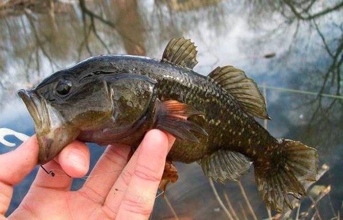 Рыба ротан - происхождение, внешний вид, чем опасен и как готовится ротан (100 фото)