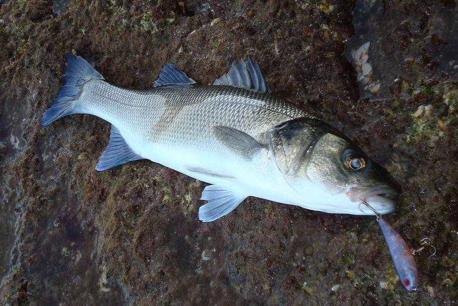 Сибас рыба: польза и вред, сколько стоит и где водится чилийский