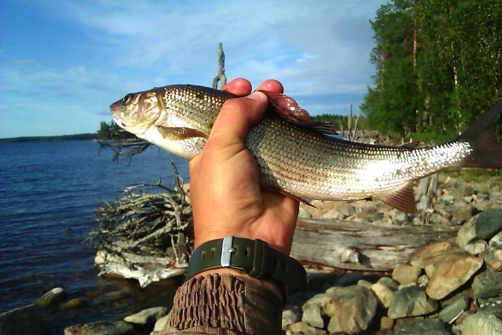 Рыбалка в крыму: лучшие места и особенности рыбной ловли на полуострове