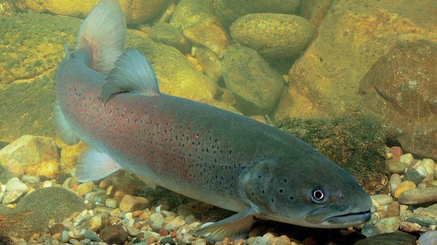 Рыба «Лосось дунайский» фото и описание