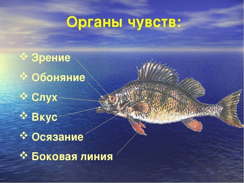 Внутренние органы и строение тела рыбы – все о рыбалке