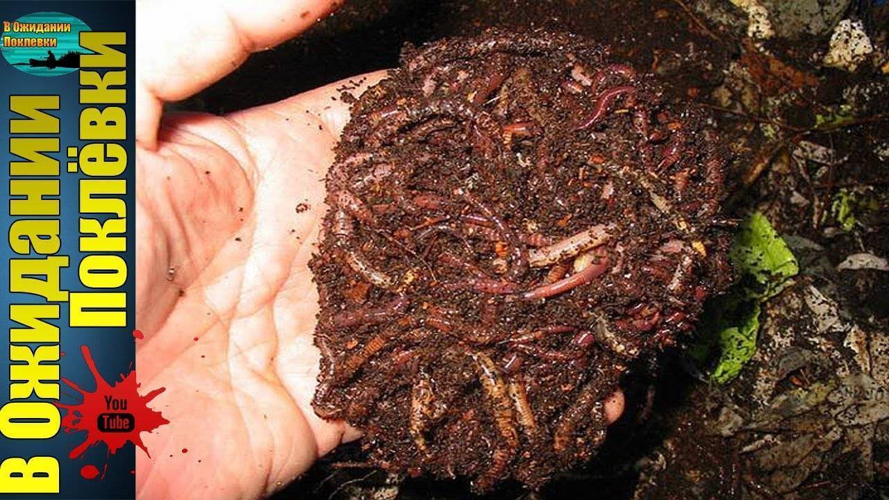 Выращивание и разведение червей как бизнес. возможно ли разведение червей в домашних условиях?