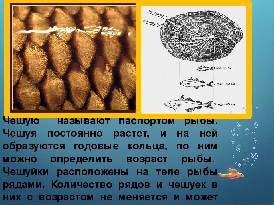 Ихтиоз кожи: причины появления рыбьей чешуи на теле человека, методы лечения болезни