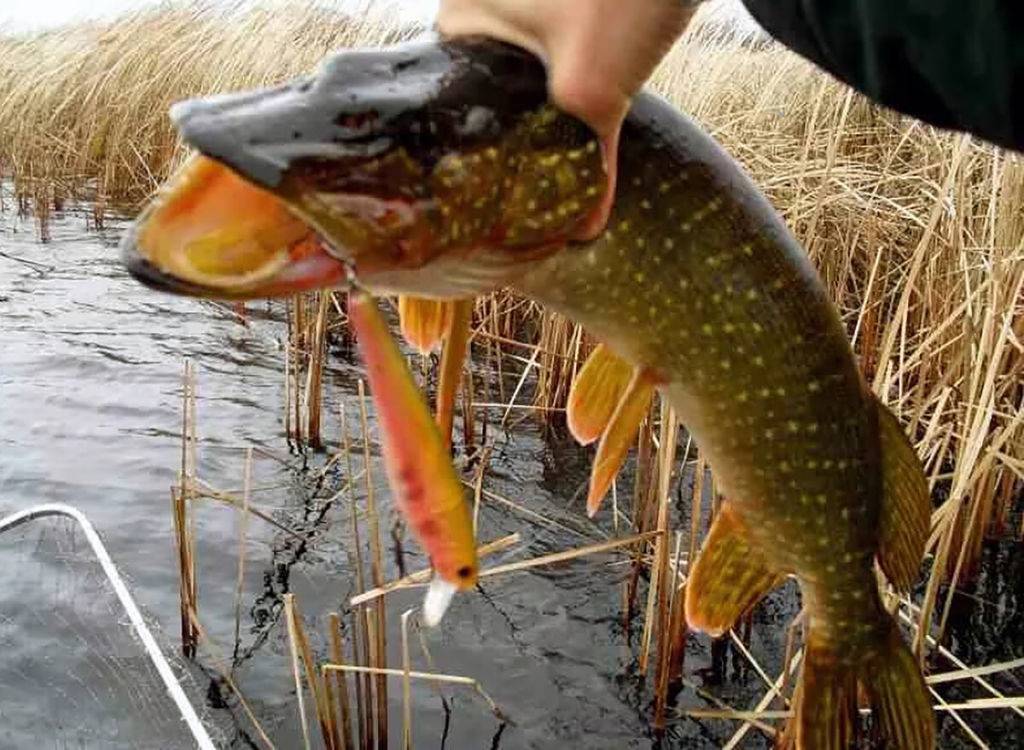Рыбалка осенью: какая рыба клюет, что брать на осеннюю ловлю