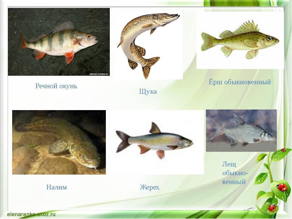 Лещ карась щука. Ерш, лещ, окунь, сом, Судак,. Окунь щука Карп карась сом лещ Ерш. Окунь щука сом. Щука Судак окунь.