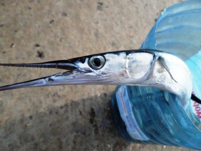 Рыба сарган: фото, ареал обитания в черном море, особенности питания, как ловить
