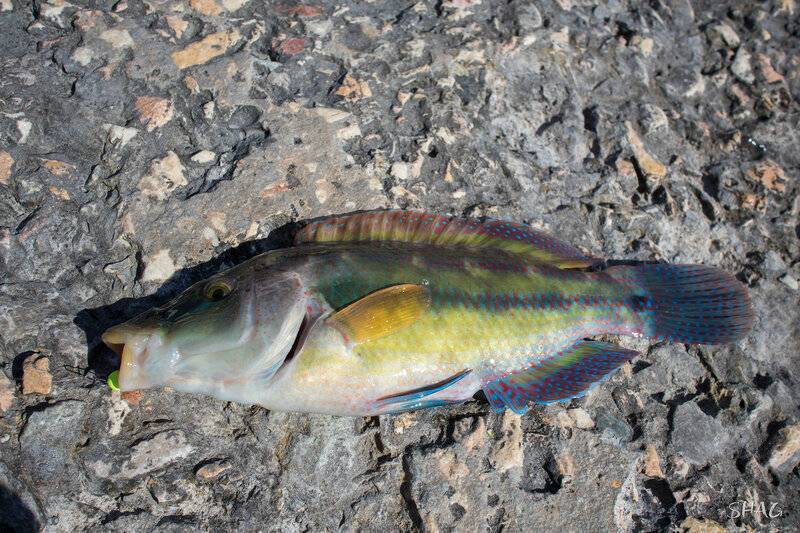 Какие виды рыб обитают в черном море — названия, фото и характеристика