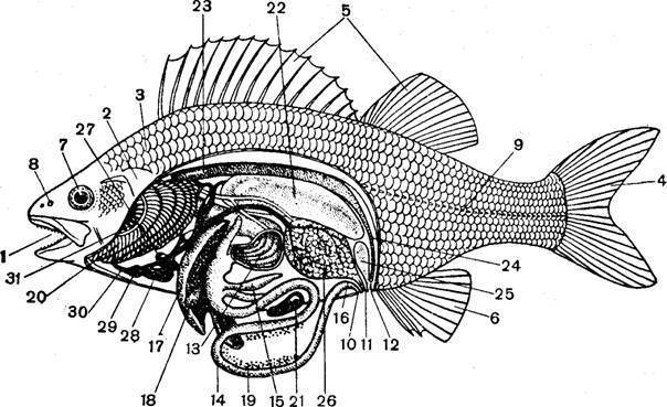 Строение рыб: внешнее и внутреннее
