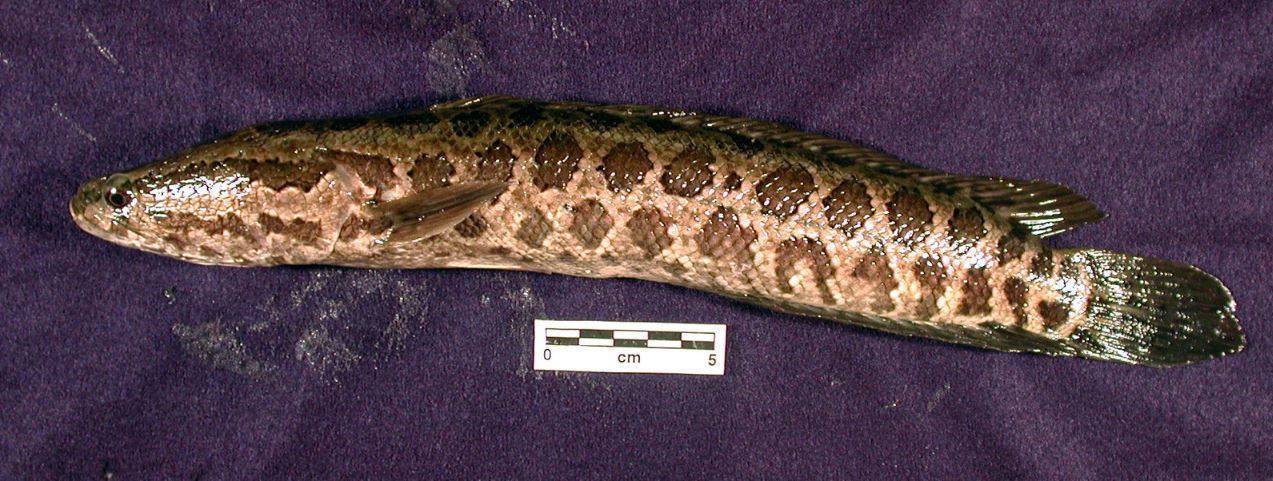 Рыба змееголов: описание хищника, поведение, способ ловли