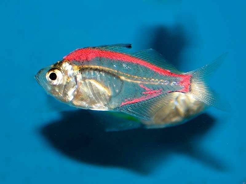 Аквариумная рыбка стеклянный окунь: совместимость, уход