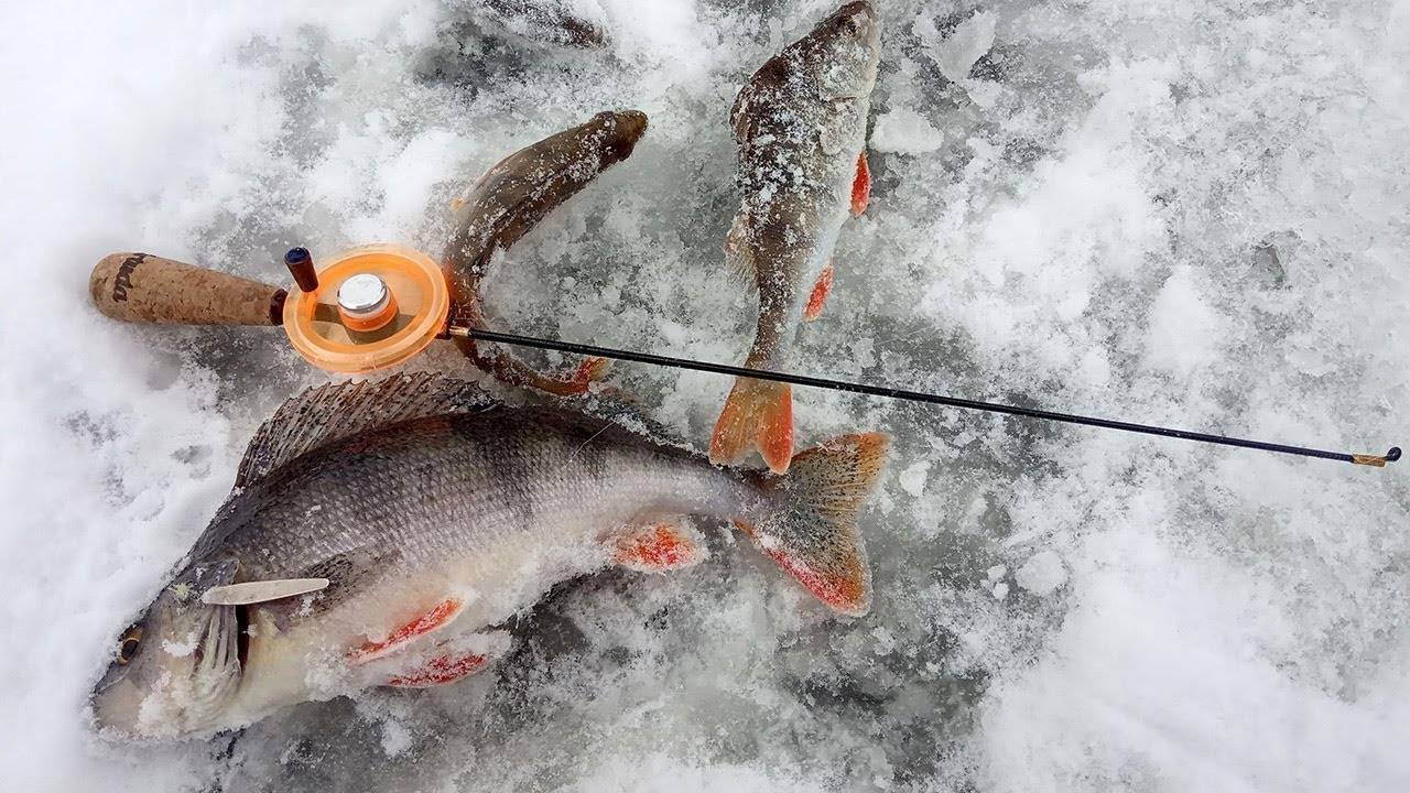 Ловля окуня на балансир зимой: раскрываем секреты - читайте на сatcher.fish