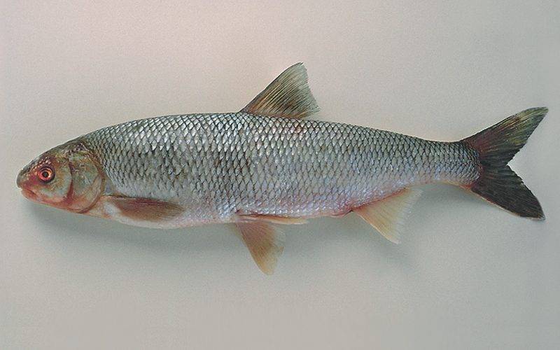 Кутум (рыба в духовке)