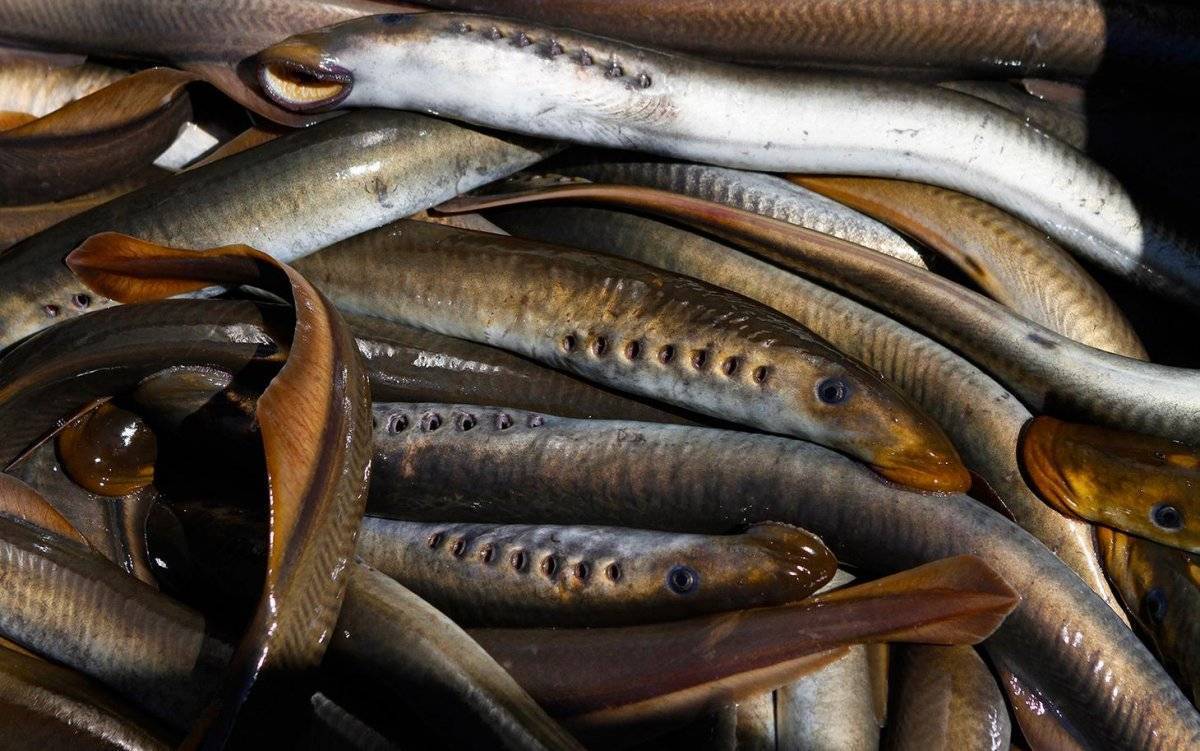 Сибирская минога: не рыба, но для рыболова имеет значение