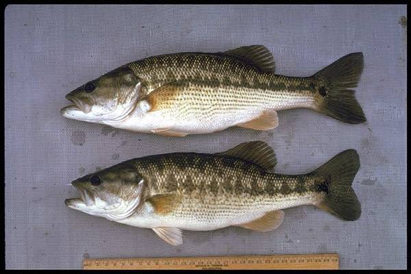 Полосатый окунь - striped bass