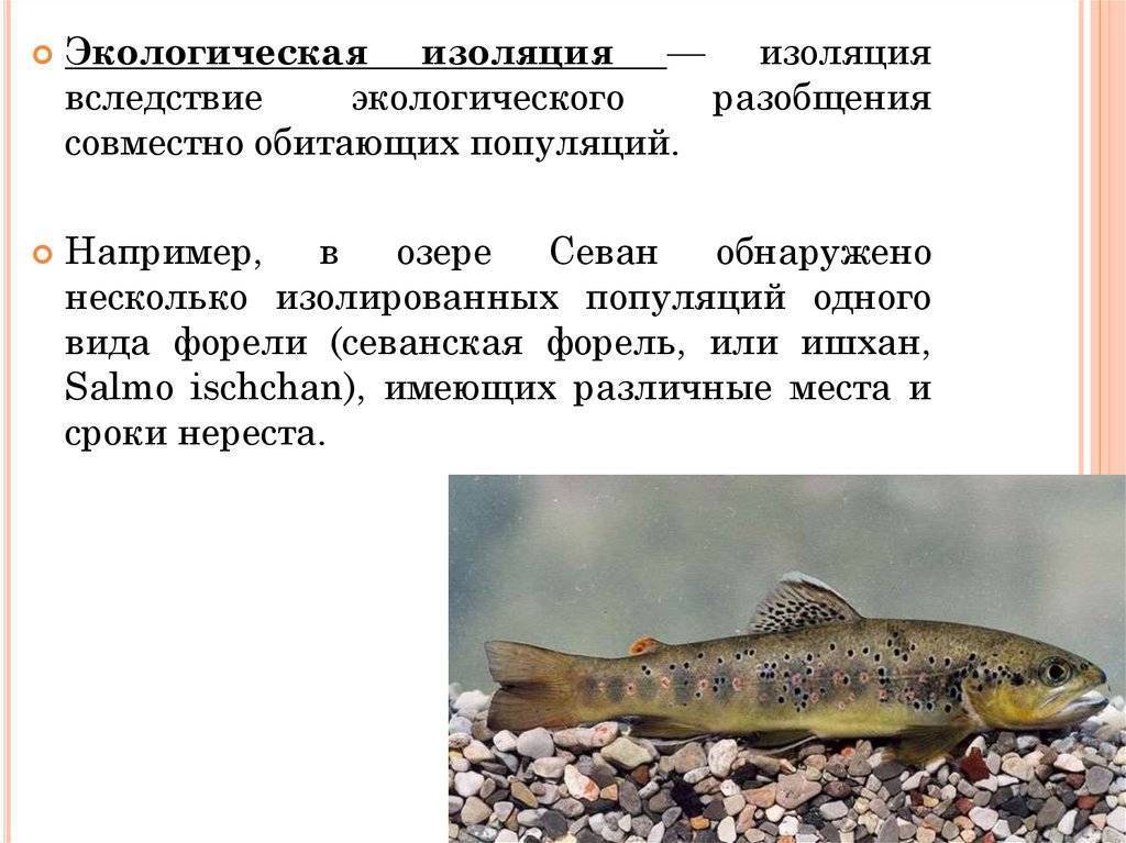Wikizero - ишхан (рыба)