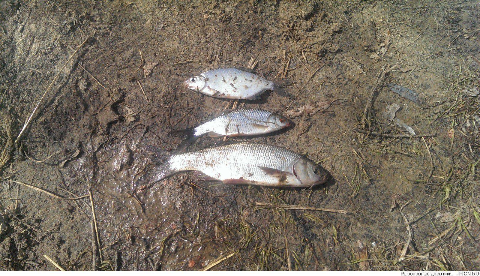 Рыбалка в рязанской области. отчеты рыбаков на форуме
