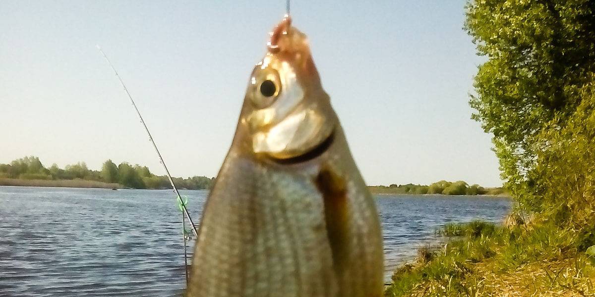 Рыбалка на свири: отзывы, лучшие места для ловли на реке