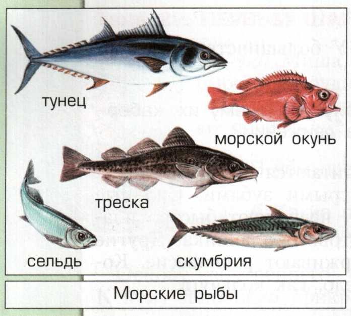 Представители группы рыбы: описание, фото и их особенности