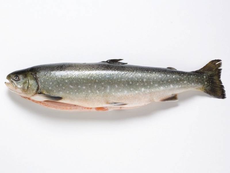 Рыба голец - фото и описание, особенности ловли | клёвая рыбалка