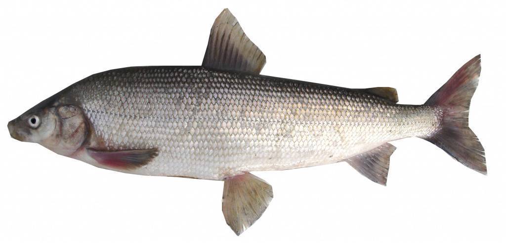 Рыба сиг – описание продукта, места обитания, способы применения