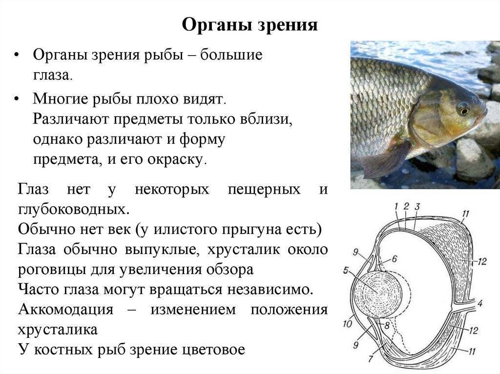 Глаза как у рыбы. органы зрения. зрение рыб. органы чувств: зрение рыб - человек и здоровье