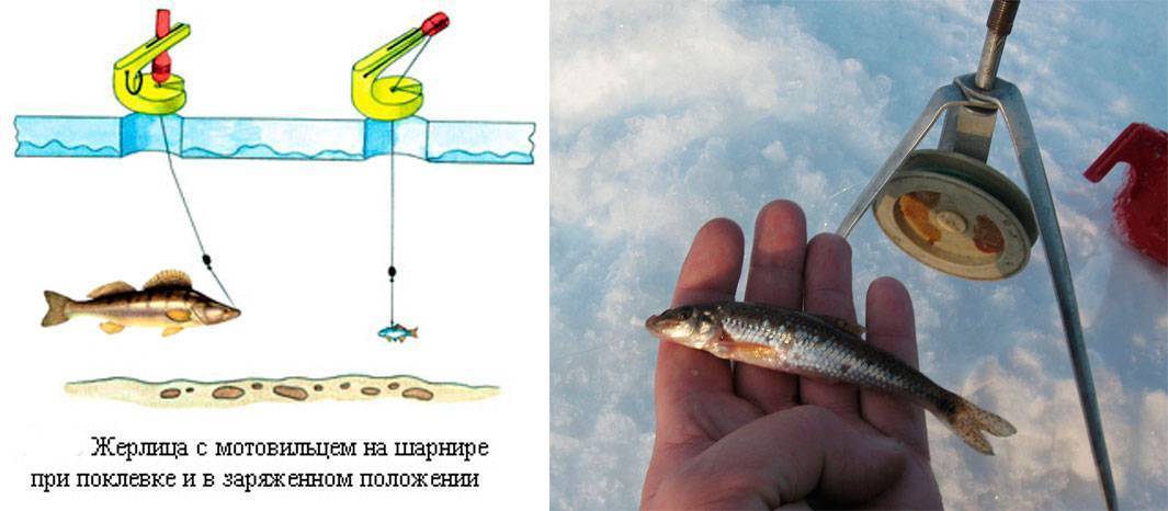 Рыбалка на жерлицы зимой: видео, техника и тактики зимней ловли, как насадить живца