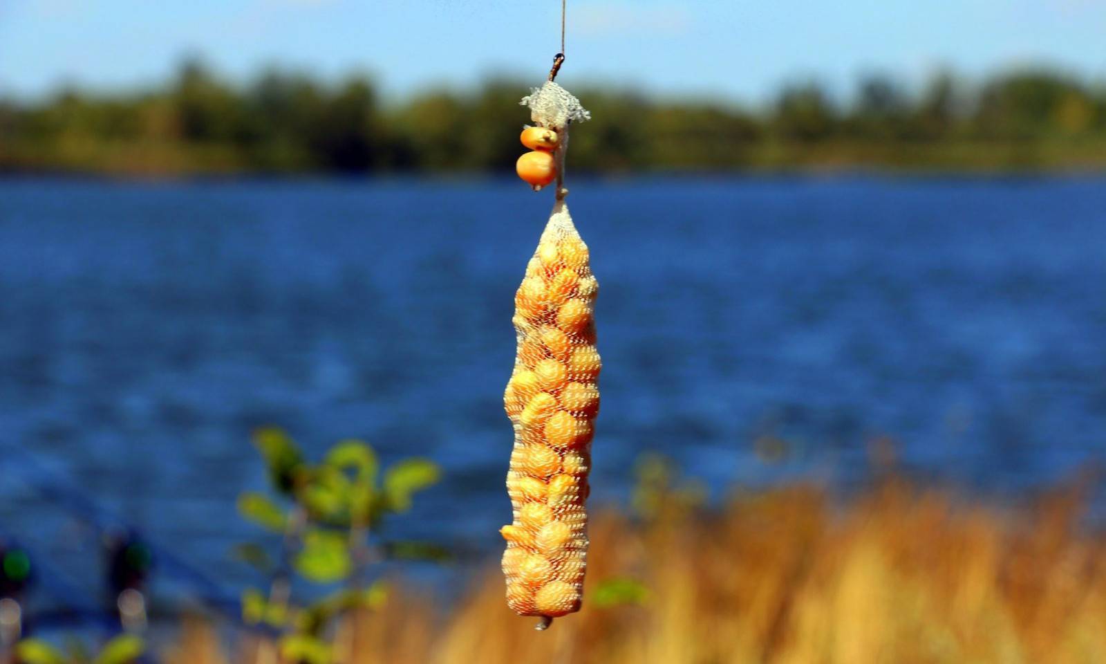 Ловля сазана на кукурузу: монтаж снасти, как ее варить для рыбалки, видео