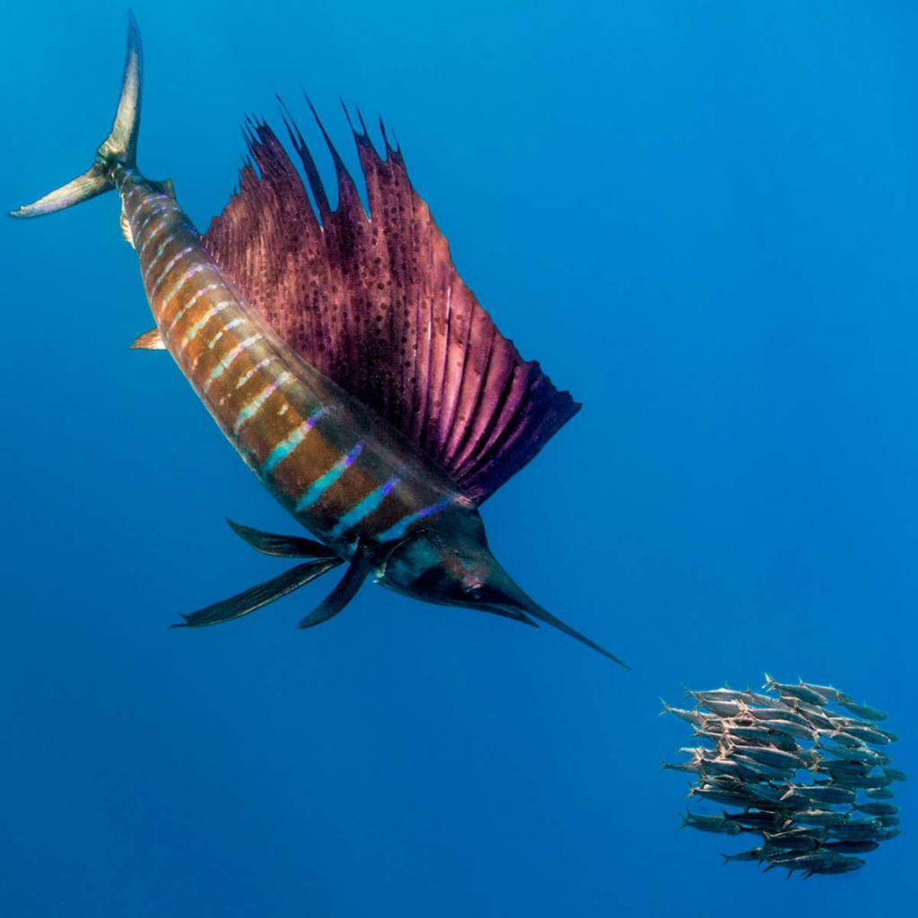 Самая быстрая рыба в мире - 24сми
