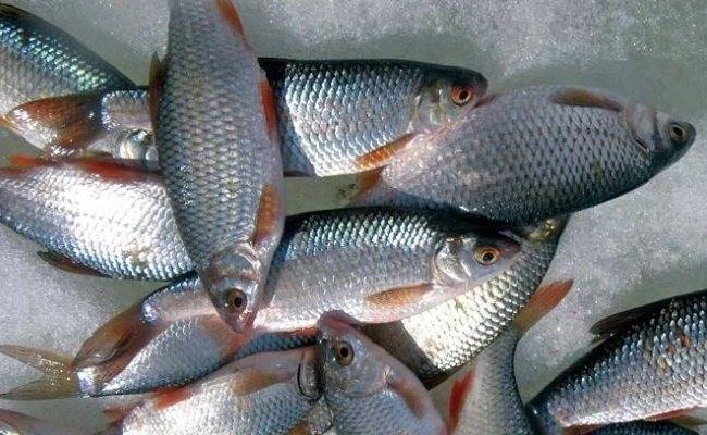 Рыба линь: характеристики, образ жизни, как ловить и рыбный бизнес