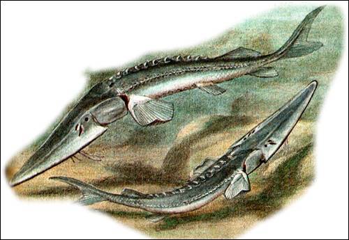 Рыба лопатонос: краткое описание, фото