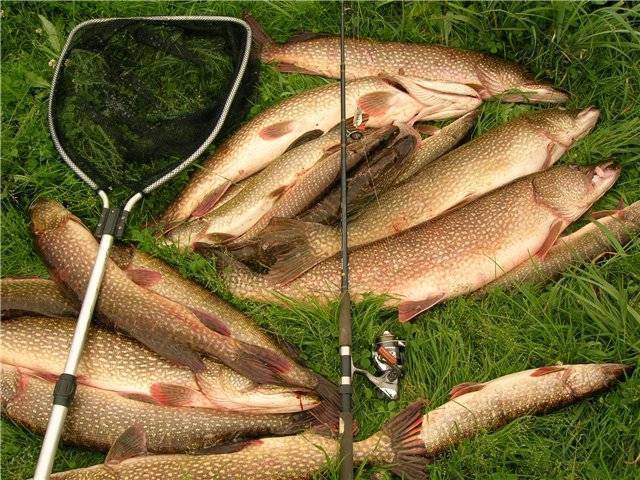 12 лучших рыболовных мест алтайского края. бесплатные водоёмы | животный мир