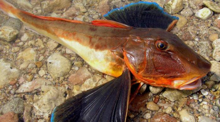 Морской петух: особенности этой рыбы, ареал обитания и рацион