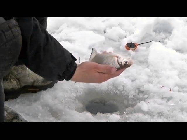 Ловля плотвы зимой на мормышку с мотылем и безмотылку и поплавок. выбор снастей для зимней рыбалки на плотву