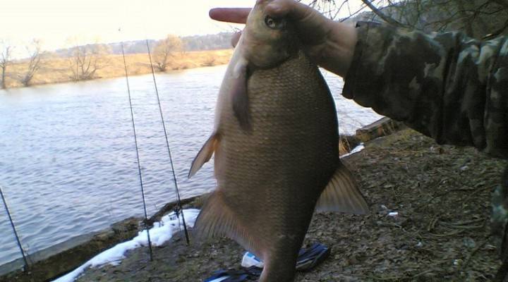 Firstfisher.ru – интернет-журнал о рыбалке и рыболовах.  ловим леща на озере