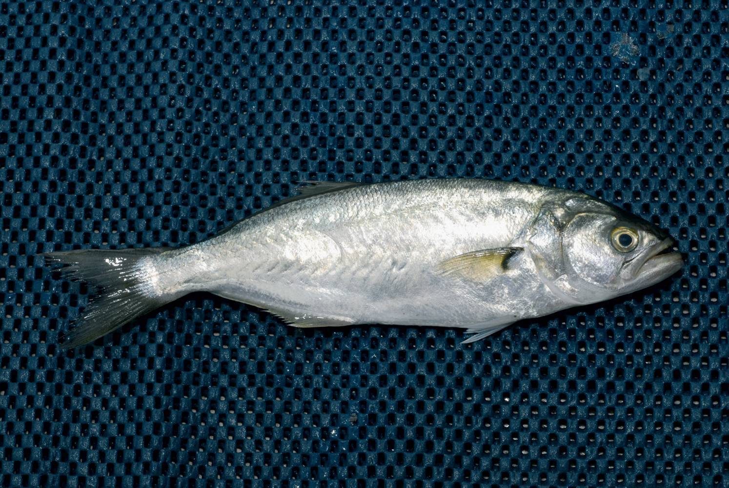 Луфарь: описание черноморской рыбы, фото, среда обитания и ловля