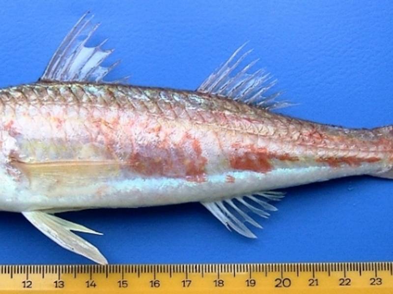 Полосатая барабуля – рыба, за которую платили серебром