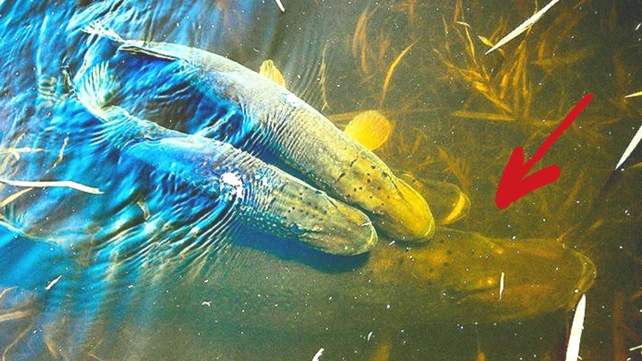 Рыба линь – фото и описание рыбы, секреты ловли | клёвая рыбалка