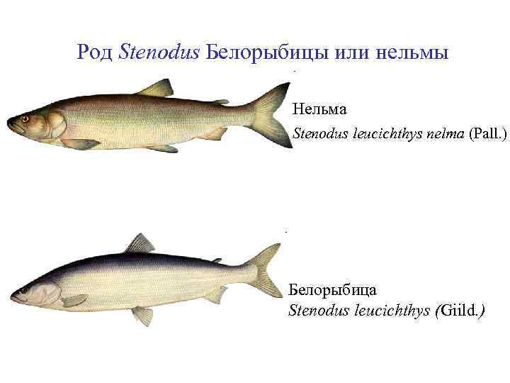 Что за рыба нельма: описание вида и рецепты с фото