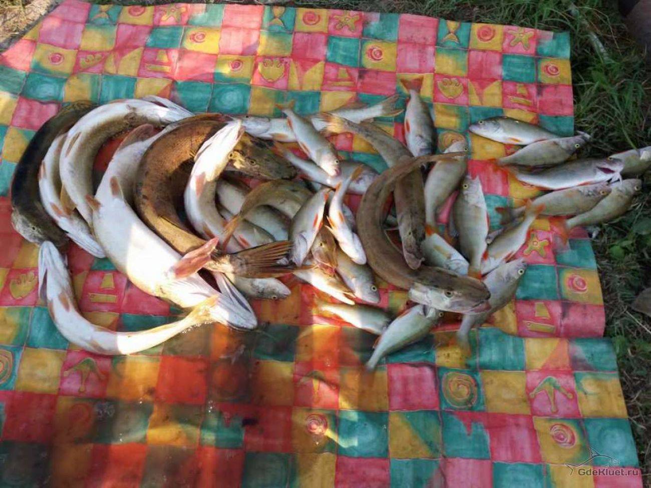 Самые рыбные места в республике саха (якутия) и сезонный запрет