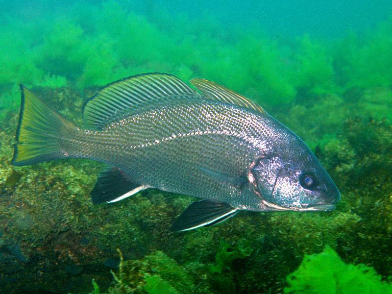 Рыба горбыль (мусар) - описание, как, где и на что ловить в израиле (white seabass)