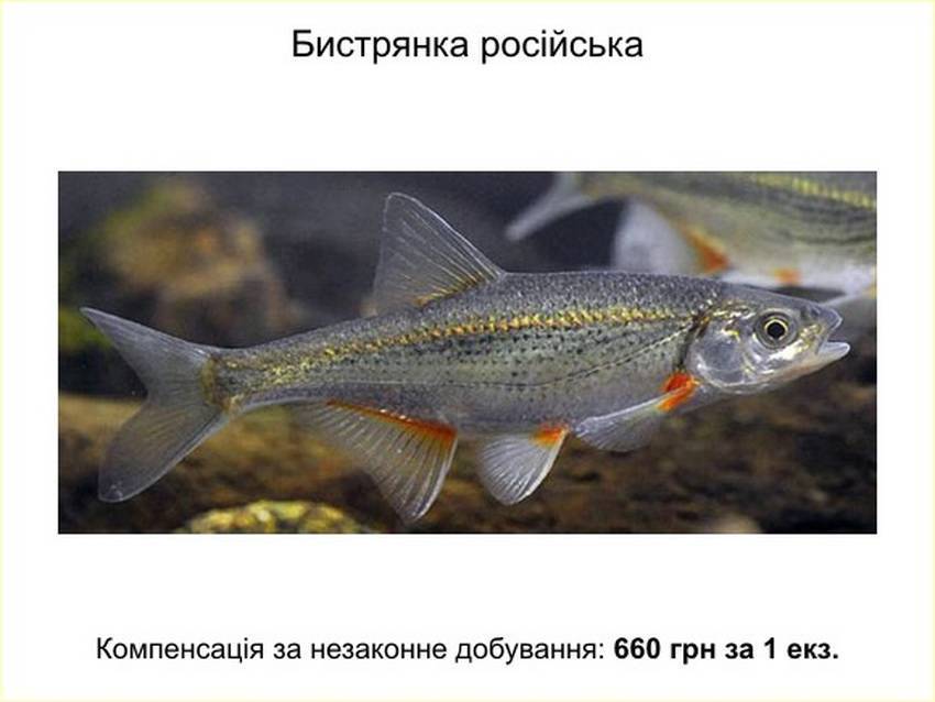 Рыба шамайка: особенности внешнего вида и нереста, запрет на вылов