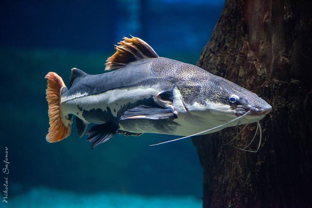Краснохвостый сом или фрактоцефалус: содержание и уход | аквариумные рыбки